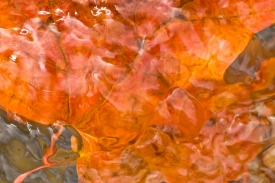 Water Colors - 3H_308107