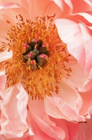 Flowers - 2V_112811