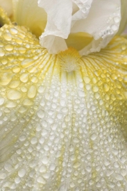 Flowers - 2V_63307