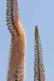 Flowers - 2V_68308