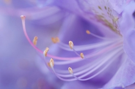 Flowers - 3H_69408