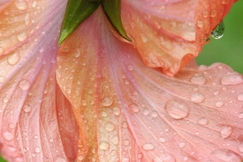 Flowers - 3H_512207
