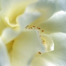 Flowers - 1S_58106