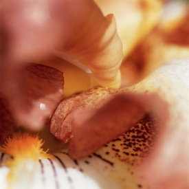 Flowers - 1S_56605