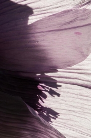 Flowers - 2V_122310