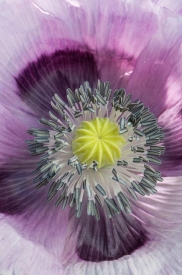 Flowers - 2V_125110