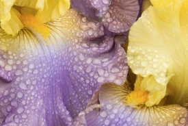 Flowers - 3H_63007