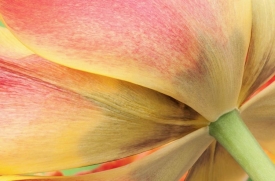 Flowers - 3H_546911