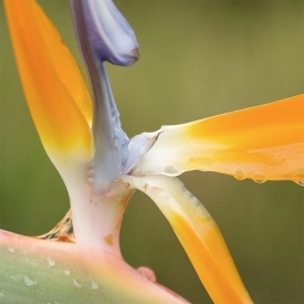 Flowers - 1S_63407