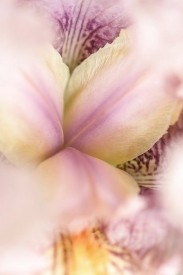 Flowers - 2V_63107