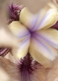 Flowers - 2V_63207
