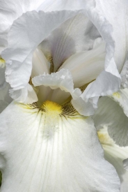 Flowers - 2V_63907
