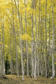Aspen at Torrey- Boulder - 2V_53903