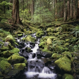 Olympic Peninsula - 1S_61507
