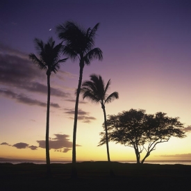 Maui Sunset - 1S_62507