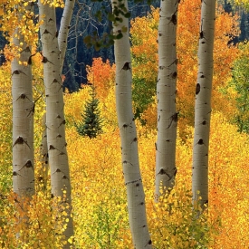 Purgatory Fall - 1S_15799