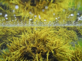 Over-Underwater - 3H_052711