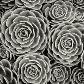 Hen & Chicks - BW_06495