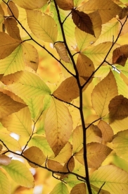 Birch Leaves - 2V_416812