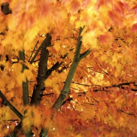 Orange Maple - 1S_61607