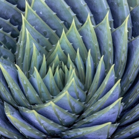 Spiral Succulent - 1S_50301