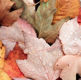 Maples In Color - 1S_50101