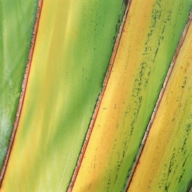 Traveler Palm - 1S_51805