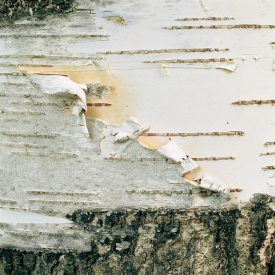 Paper Birch Bark - 1S_52402