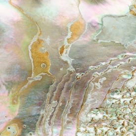 Abalone Rainbows - 1S_53203