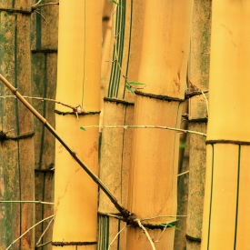 Bamboo Forest - 1S_56305