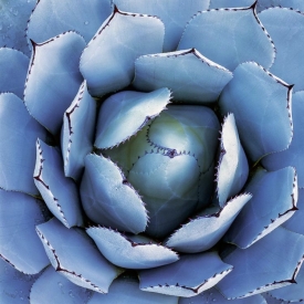 Agave In Blue - 1S_60907