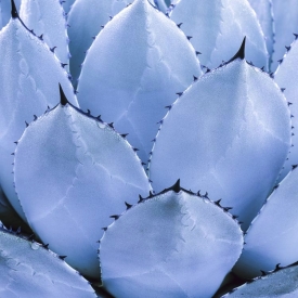 Agave In Blue - 1S_61007
