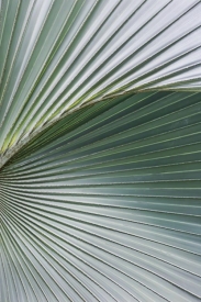 Zen Palm - 2V_63507