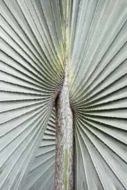 Bismark Palm - 2V_38507
