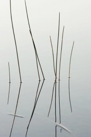 Reed Section - 2V_64007