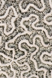 Coral Head - 2V_64408