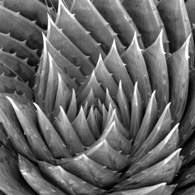 Spiral Succulent - BW_40301