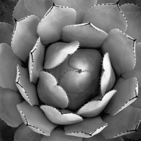 Agave - BW_60907