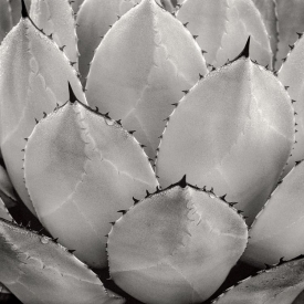 Agave - BW_61007