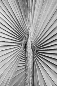 Bismark Palm - BW_60907