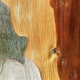 Red Eucalyptus - 1S_57906