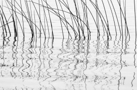 Reed Song - BW_02508