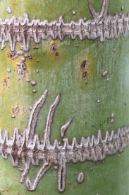 Calligraphy Palm - 2V_053713