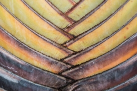 Traveler Palm - 3H_040913