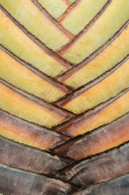 Traveler Palm - 2V_051913